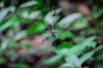 Giant wood spider