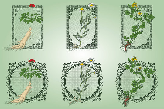 Set of medicina herbs with patterned frames: ginseng, chamomile, celandine. Vector illustration in engraving style, in colors.