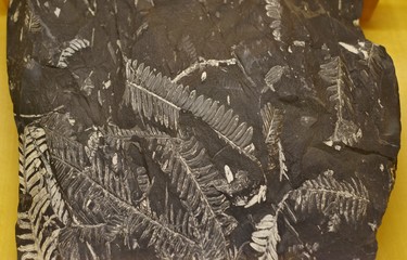 シダ植物の化石