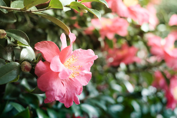 Close up of camellia