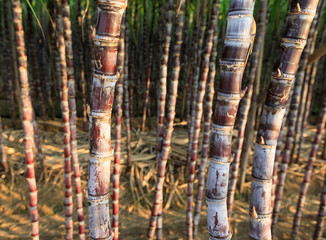 closeup of sugarcane plants in growth  at field
