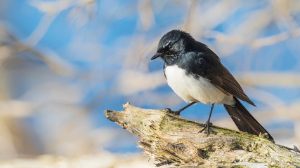 Obraz premium Willie Wagtail