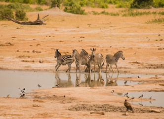 Fototapeta na wymiar Zebras in der Savanne vom in Simbabwe, Südafrika