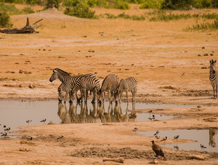 Zebras in der Savanne vom in Simbabwe, Südafrika