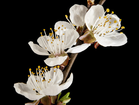 apricot flower isolated on black background
