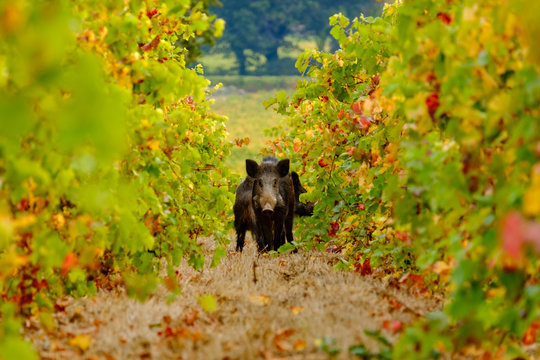 Le sanglier sauvage entre les vignes en automne.