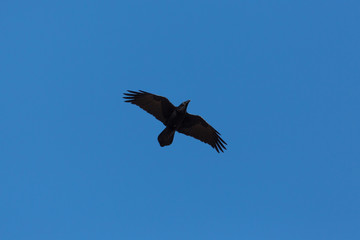 Fototapeta premium silhouette of black northern raven (corvus corax) in flight in blue sky