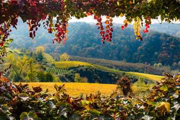 Leaf window to the vineyard