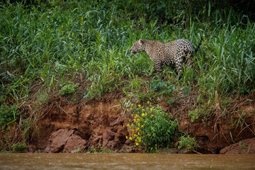 American jaguar female during the heavy rain in Pantanal, panthera onca, wild brasil, brasilian wildlife, green pantanal, green jungle, big cats