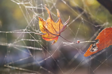 beautiful coloful autumn leaf