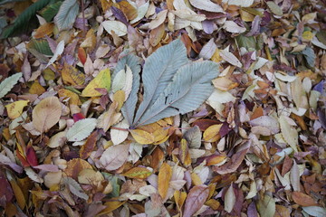 beautiful coloful autumn leaf