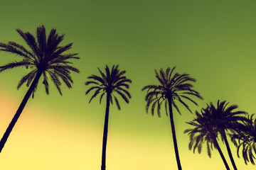 Rangée de palmiers tropicaux contre ciel coucher de soleil. Dégradé de couleur. Silhouette de palmiers profonds. Paysage de soirée tropique. Couleur dégradé rose violet en diagonale. Belle nature tropicale.