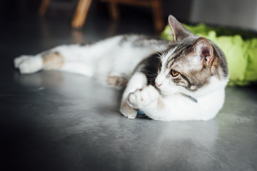 Jeune chat blanc tigré couché