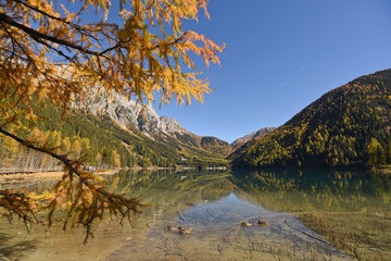Bunte Lärche am Antholzer See im Herbst 
