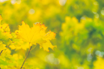 Autumn scene with colorful leaves and calm nature background