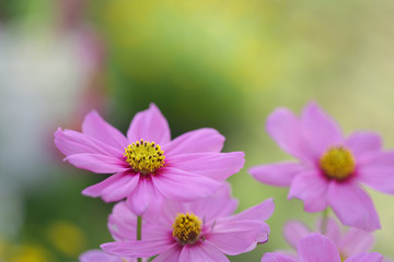 Obraz premium Pink Cosmos flower