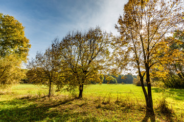 Fototapeta na wymiar Autumn scene with colorful leaves and calm nature background