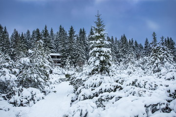 Sumava - Jezerni slat