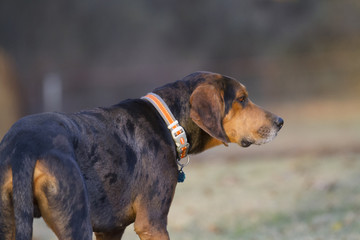 Hound dog in reflective collar looking into the distance