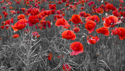 panorama with red poppies