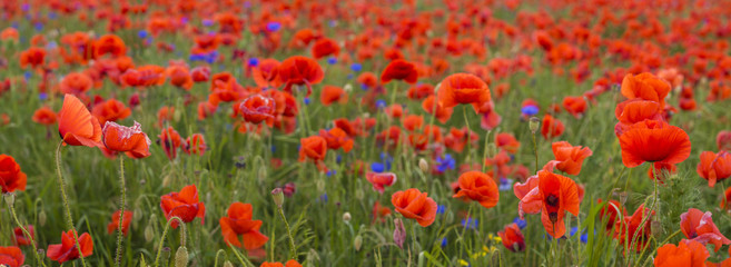 panorama with red poppies