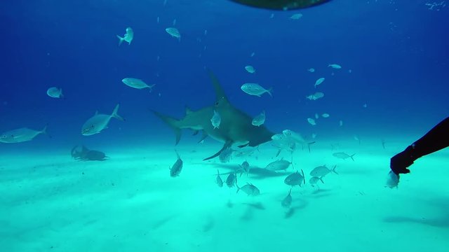 Hammerhead Shark feeding underwater. Scuba divingi n Atlantic Ocean.