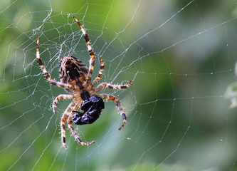 A Common Orb Weaver Spider (Metellina sp) in the centre of it's web with a packaged prey item, Norfolk, UK.