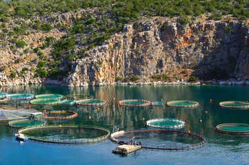 Fish farming in the sea, Greece. Cage system of fish cultivation