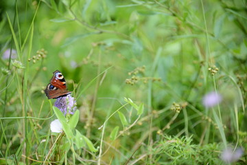 Russian Nature Moscow