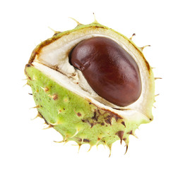 chestnuts isolated on white background closeup