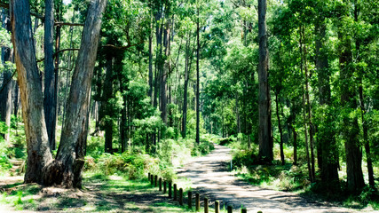 trail in the forest in melbourne
