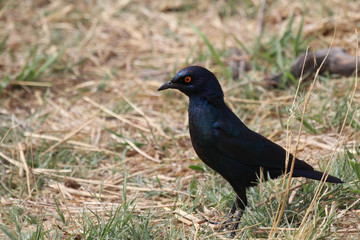 Obraz premium Bird, standing on the tree root showing its back feathers.