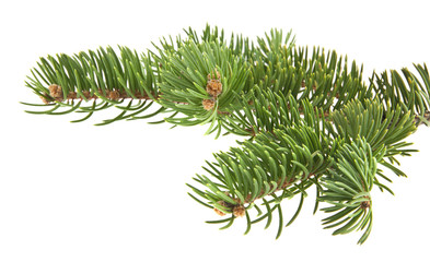 branch of Christmas tree isolated on white background