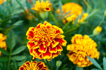 Bright flowers yellow-and-red marigolds on green blurred background.