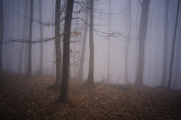 fogy woods landscape