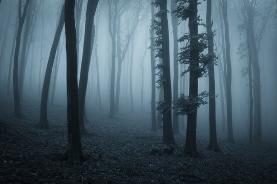 dark mysterious forest