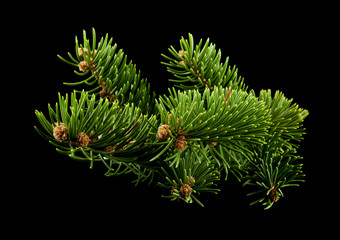 branch of a tree on a black background close-up