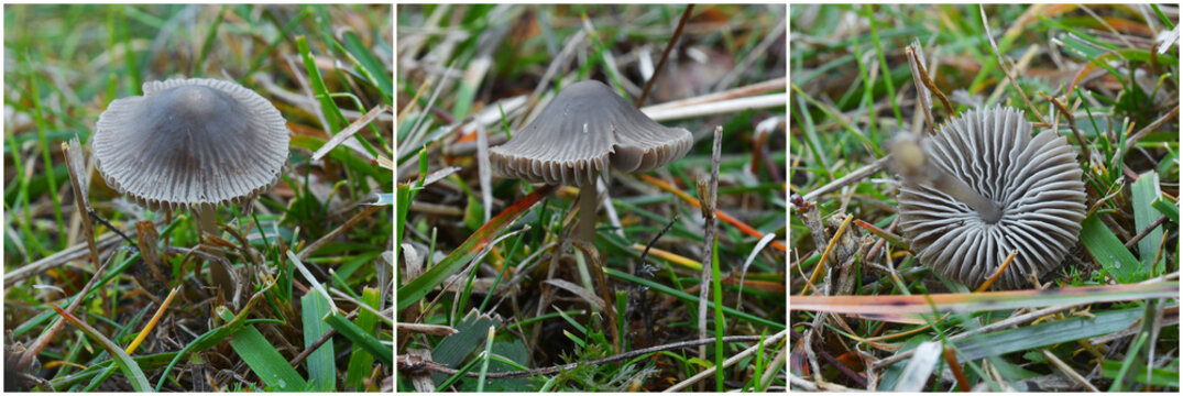 mycena aetites mushroom