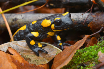   salamander