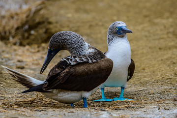 Blue Footed Booby (Sula nebouxii)