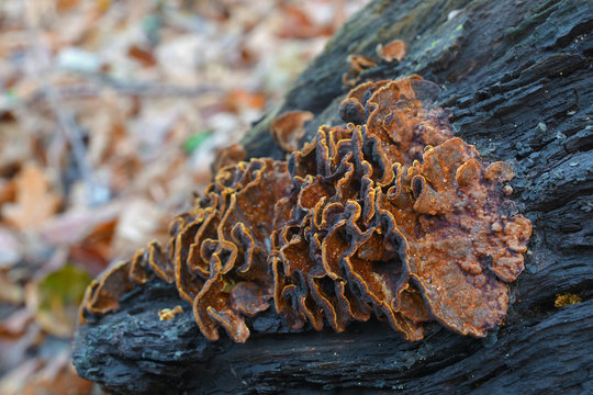 Hymenochaete rubiginosa fungus