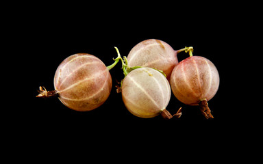 juicy gooseberries on a black background closeup