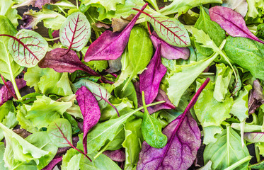 Green mix of salad leaves top view background.