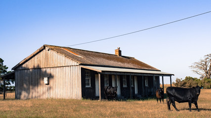 Wild Cow next to an abandoned house
