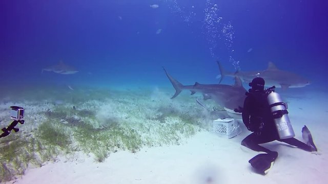 Bull Shark with divers underwater on sand of Tiger Beach Bahamas. Extreme scuba diving in Atlantic Ocean.