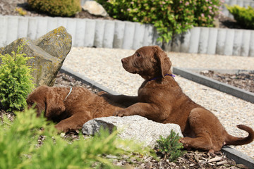 Adorable puppies of chesapeake bay retriever