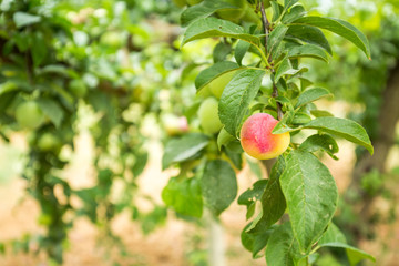 Close-up of a ripe plum on a branch
