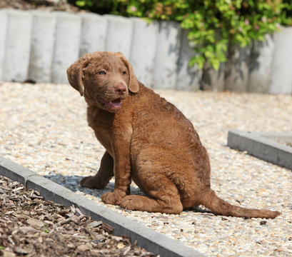 Amazing chesapeake bay retriever puppy on stone path