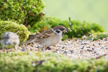 Spatz an Futterplatz