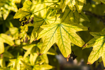 Autumn season begins, the leaves of the trees begin to yellow and dry texture pattern of a leaf plant, the veins structure